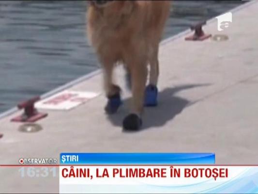 Cainii, la plimbare in botosei