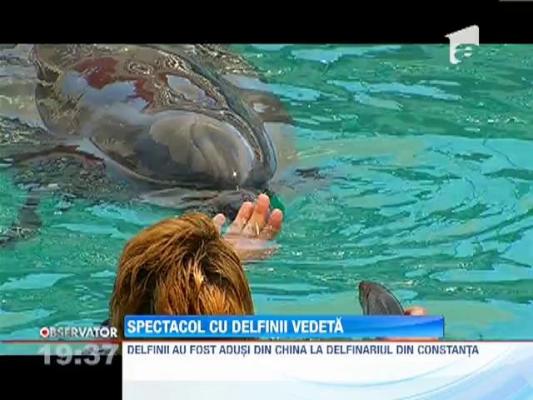 Antrenamentul delfinilor Chin Chin si Ni Ni