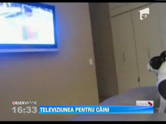 Televiziune pentru caini in Statele Unite