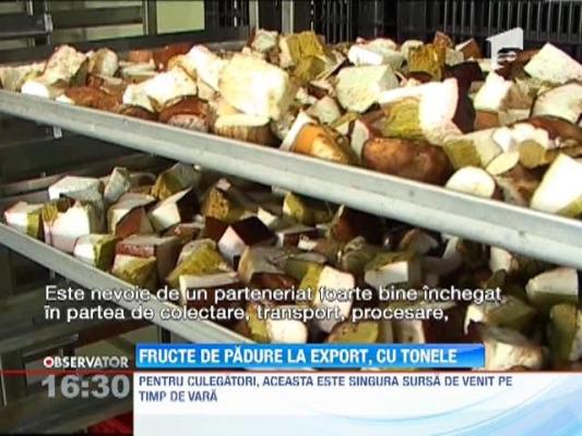 Zeci de tone de fructe de padure vor fi adunate in Harghita