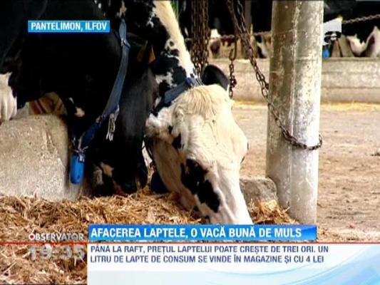 De la ferma, pana pe masa romanilor, laptele se scumpeste cu 300%