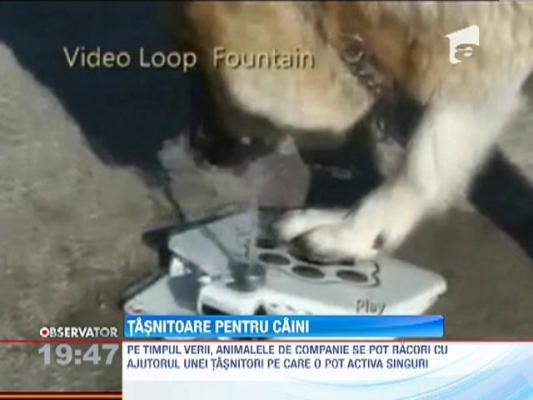 Tasnitoare pentru caini si pisici cu… autoservire