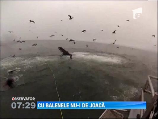 Doi scafandri au fost la un pas sa fie inghititi de balene