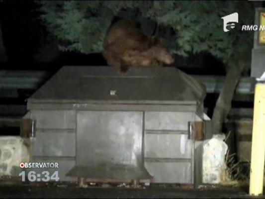 Pui de urs blocat intr-un tomberon, in California