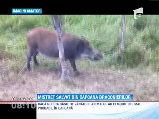 Mistret salvat din capcana braconierilor