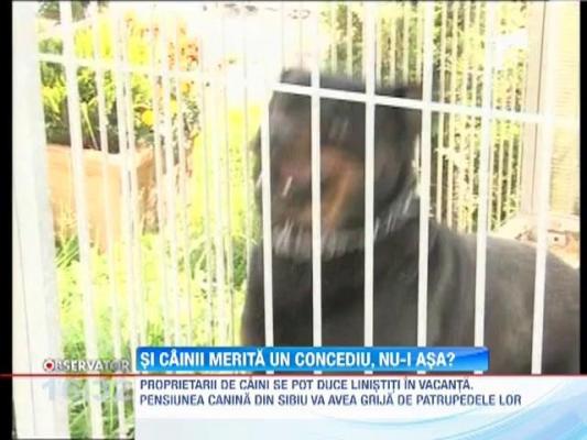 Pensiune pentru caini, in Sibiu