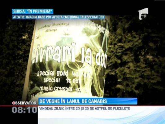Descinderi la traficantii de droguri din Timisoara