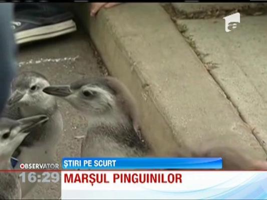 Marsul pinguinilor