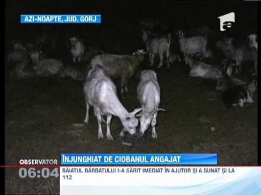 Proprietarul unei stane din judetul Gorj, injunghiat de unul dintre ciobanii pe care ii avea angajati
