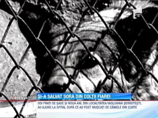 Doi frati din Vaslui, sfasiati de cainele din propria curte