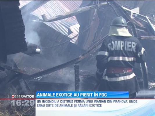 Mai multe animale si pasari exotice au murit intr-un incendiu izbucnit la o ferma din Prahova