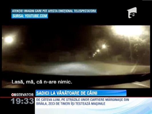 Cateva grupuri de tineri din Braila strivesc fara mila maidanezi sub rotile masinii