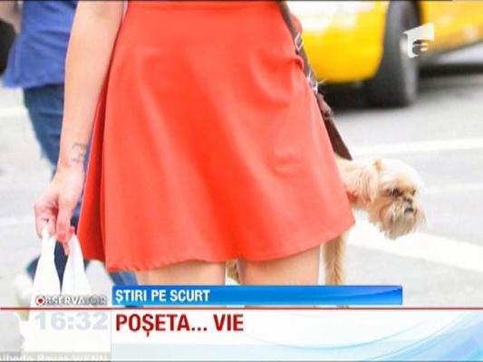 Si-a atasat catelul pe post de poseta