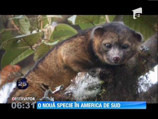 "Olinguito", o noua specie de animale, a fost identificata in America de Sud