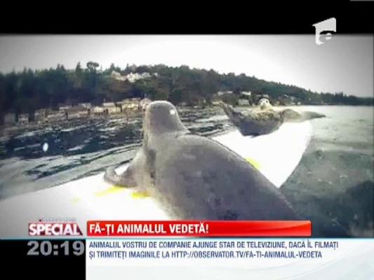 Animale feroce, la inceput de drum