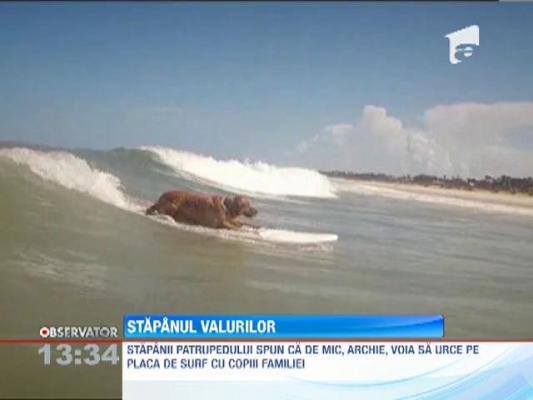 Un caine din Florida taie valurile cu o placa de surf, asemenea unui profesionist