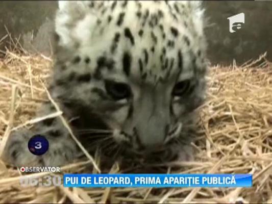 Un pui de leopard al zapezilor va aparea pentru prima data in public