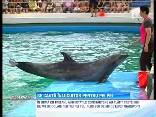 Constanta: Se cauta inlocuitor pentru delfinul Pei Pei