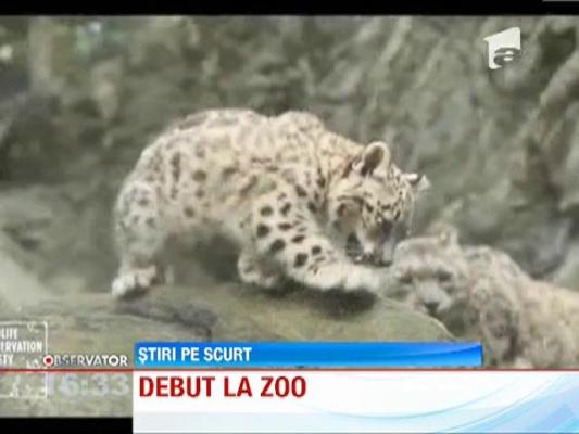 Un pui de leopard, cel mai popular locatar al Gradinii Zoologice din Boston
