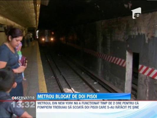 New York: Metrou blocat de doi pisoi