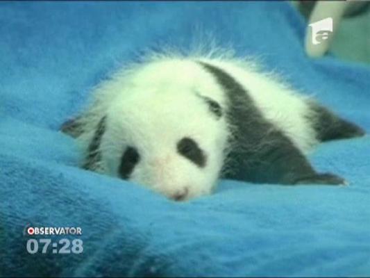 Primele analize pentru un pui de panda