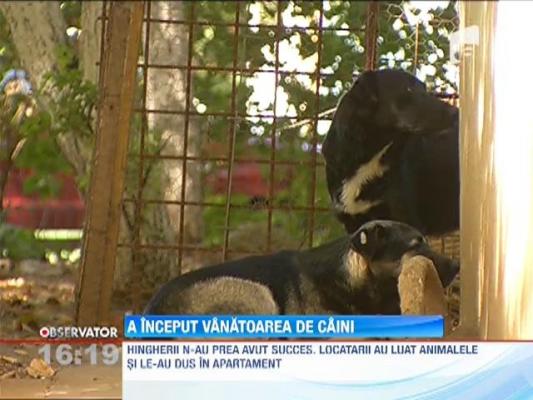 A inceput vanatoarea de maidanezi