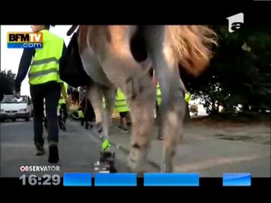 Copiii din Franta merg la gradinita cu magarusii