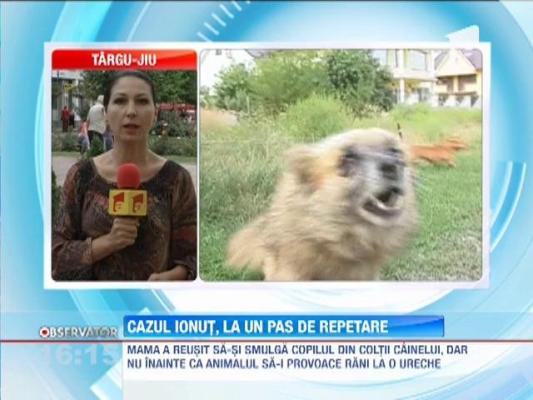 Un copil de un an, muscat de cap de un caine maidanez