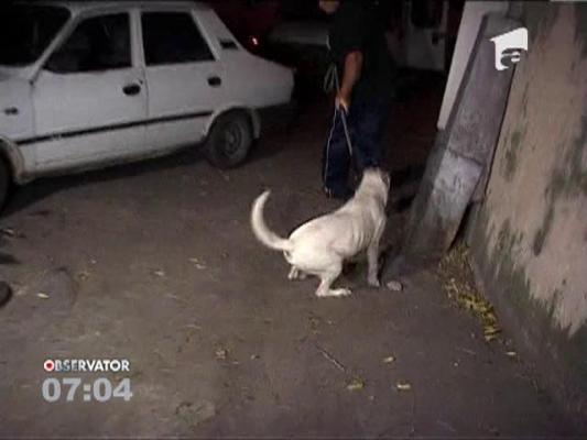 Un adolescent din Craiova a fost ranit in lupta dintre caini