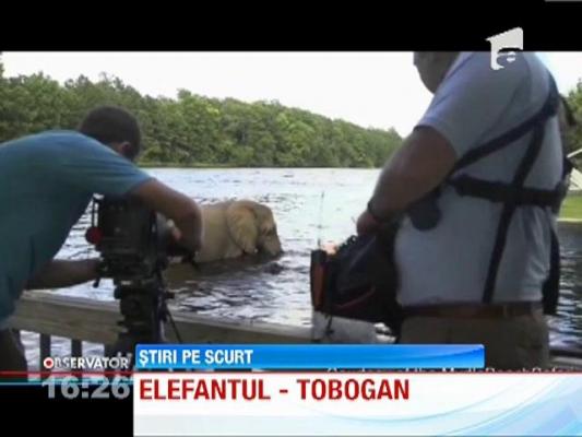 Un elefant si un caine, prieteni la catarama