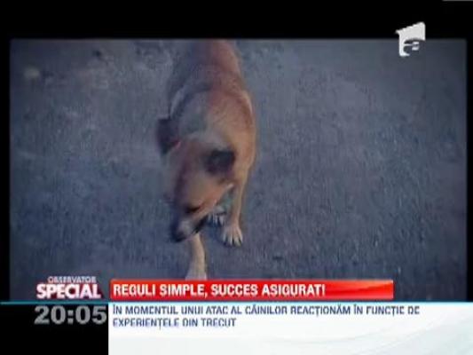 Cum sa scapi atunci cand esti incoltit de o haita de caini maidanezi