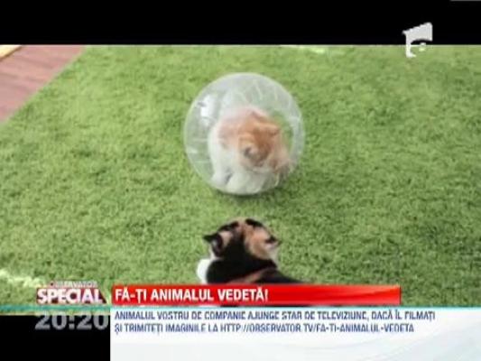 Jucarii pentru pisici