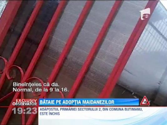 Bataie pe adoptia maidanezilor