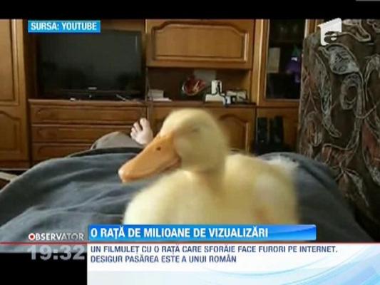 VIRAL! O rata care sforaie face furori pe internet