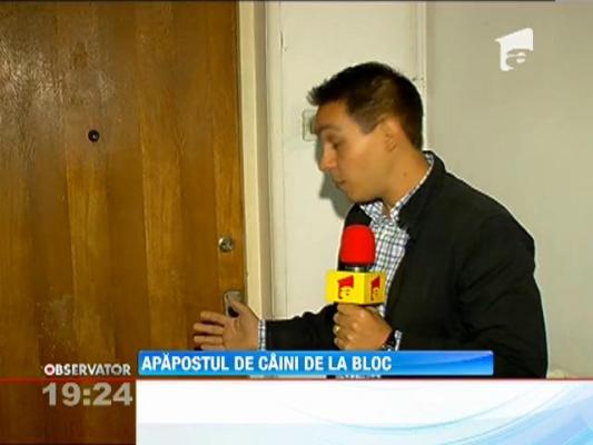 Problema in Capitala: "Adapost" pentru caini, la scara blocului