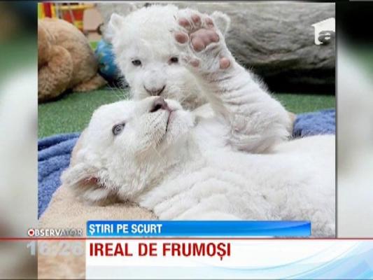 Doi pui de leu alb fac senzatie intr-o gradina zoologica din Tazmania