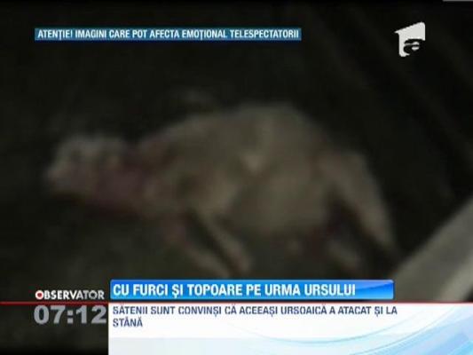 Ursul care a ranit trei barbati in Dambovita a coborat din nou din padure si a atacat o stana