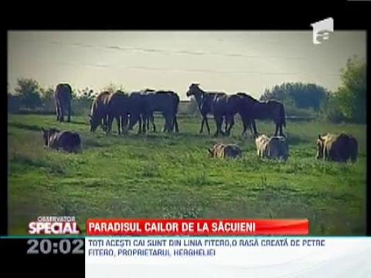 SPECIAL!!! Cea mai mare herghelie privata din Europa se afla la Sacuieni