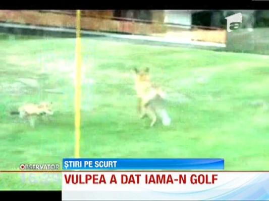 O vulpe a furat toate mingiile de pe un teren de golf