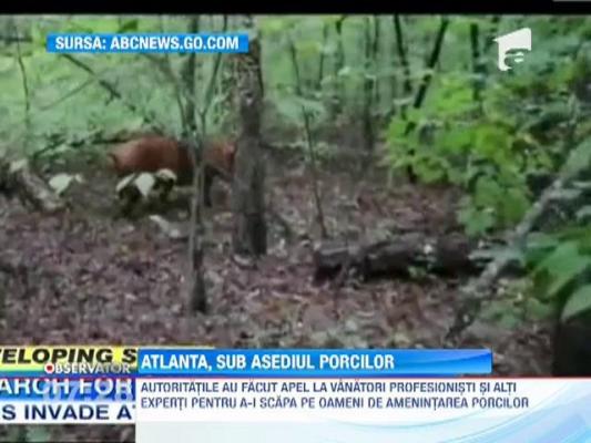 Locuitorii unui cartier periferic din Atlanta, terorizati de porci vagabonzi