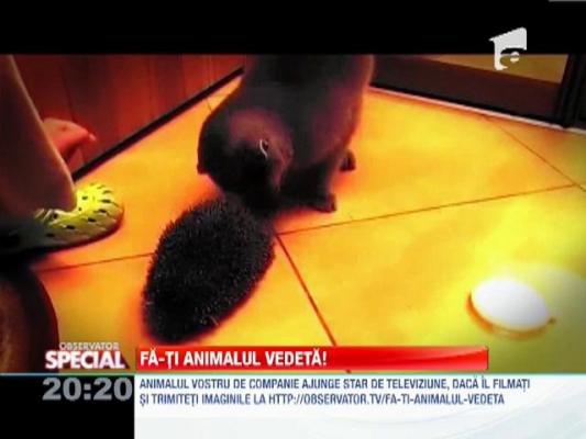 Fa-ti animalul vedeta! Pisica si ariciul