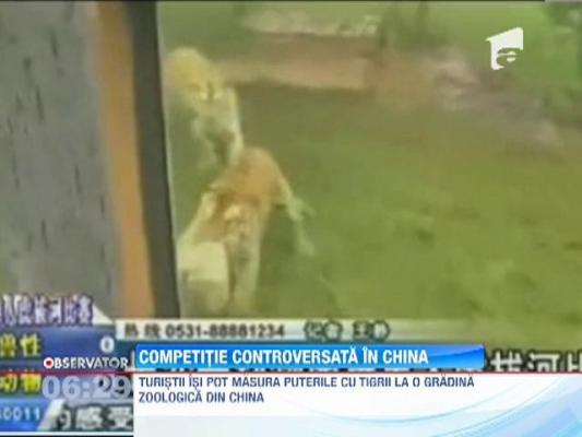 Turistii isi pot masura puterile cu tigrii de la o gradina zoologica din China