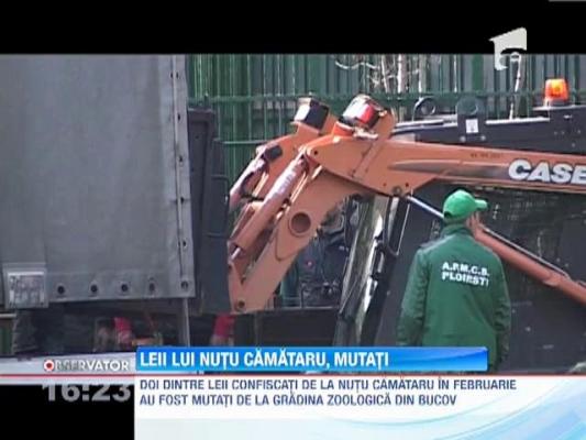 Leii lui Nutu Camataru, mutati intr-un adapost din Galati