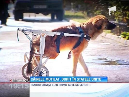 Grivita, catelusa mutilata, ar putea fi adoptata de o familie din SUA