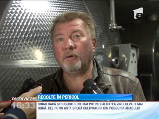 Producatorii de vin au intrat la cules mai devreme ca sa nu le fie compromise culturile