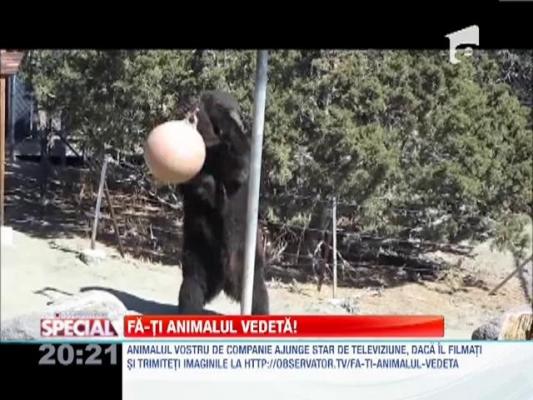 SPECIAL!!! Fa-ti animalul vedeta!