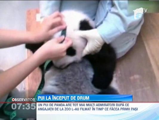 Un pui de panda, filmat in timp ce facea primii pasi