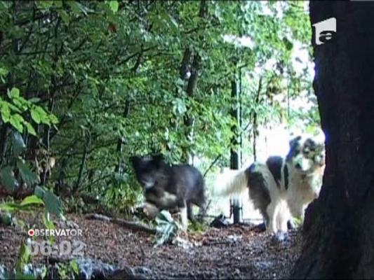 Inca o victima a maidanezilor! Un copil a fost muscat de ureche