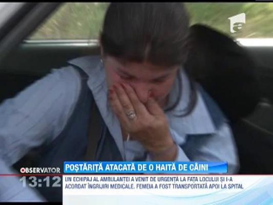 Postarita, atacata de o haita de maidanezi