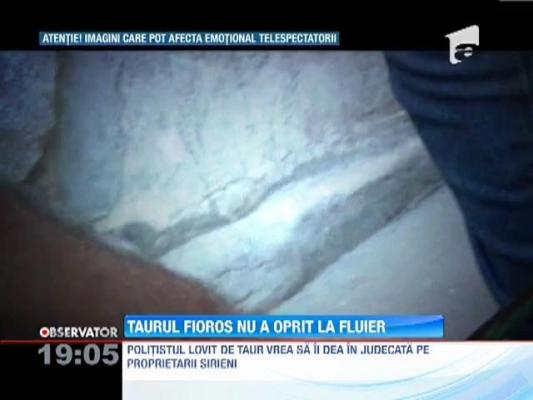 Politistul din Braila luat in coarne de taur, bucuros ca a scapat cu viata